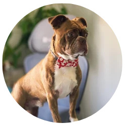 Rex, the office dog